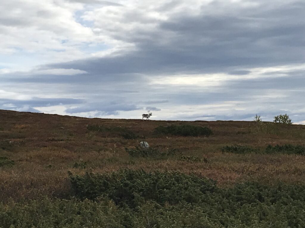 Reindeer on the horizon — Photo by author.