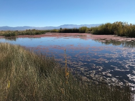 West Fork Carson River — Photo by Author