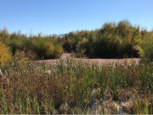 Riparian Habitat along the West Fork Carson River — Photo by Author