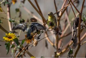 Lesser Goldfinch — Photo courtesy Alexandra Morgan